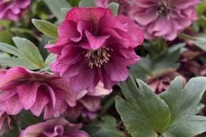 Helleborus 'Maid of Honor' 